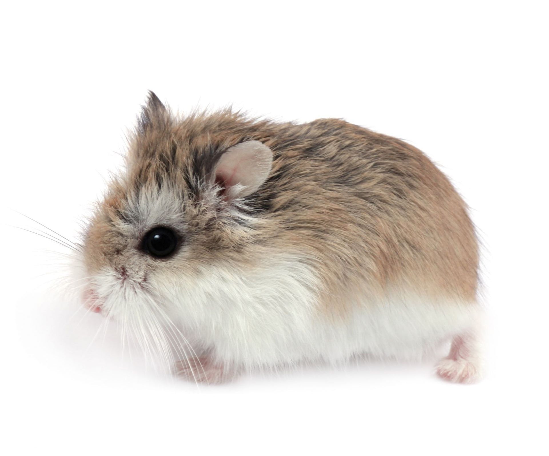 Roborovski Hamster