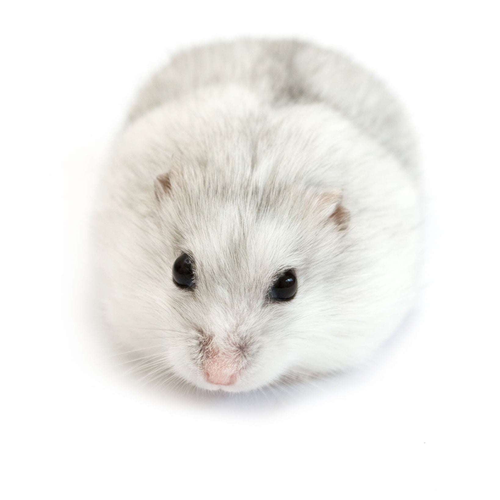 Djungarian Hamster