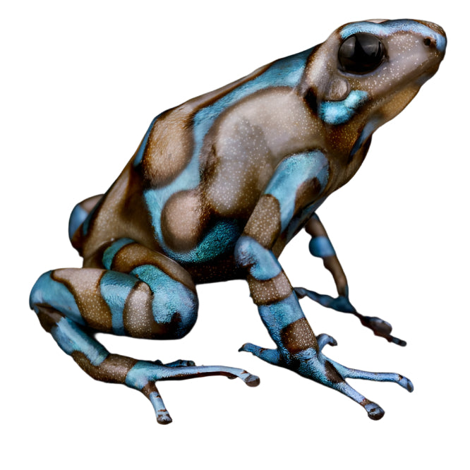 Dart Frog - HIGHLAND BRONZE