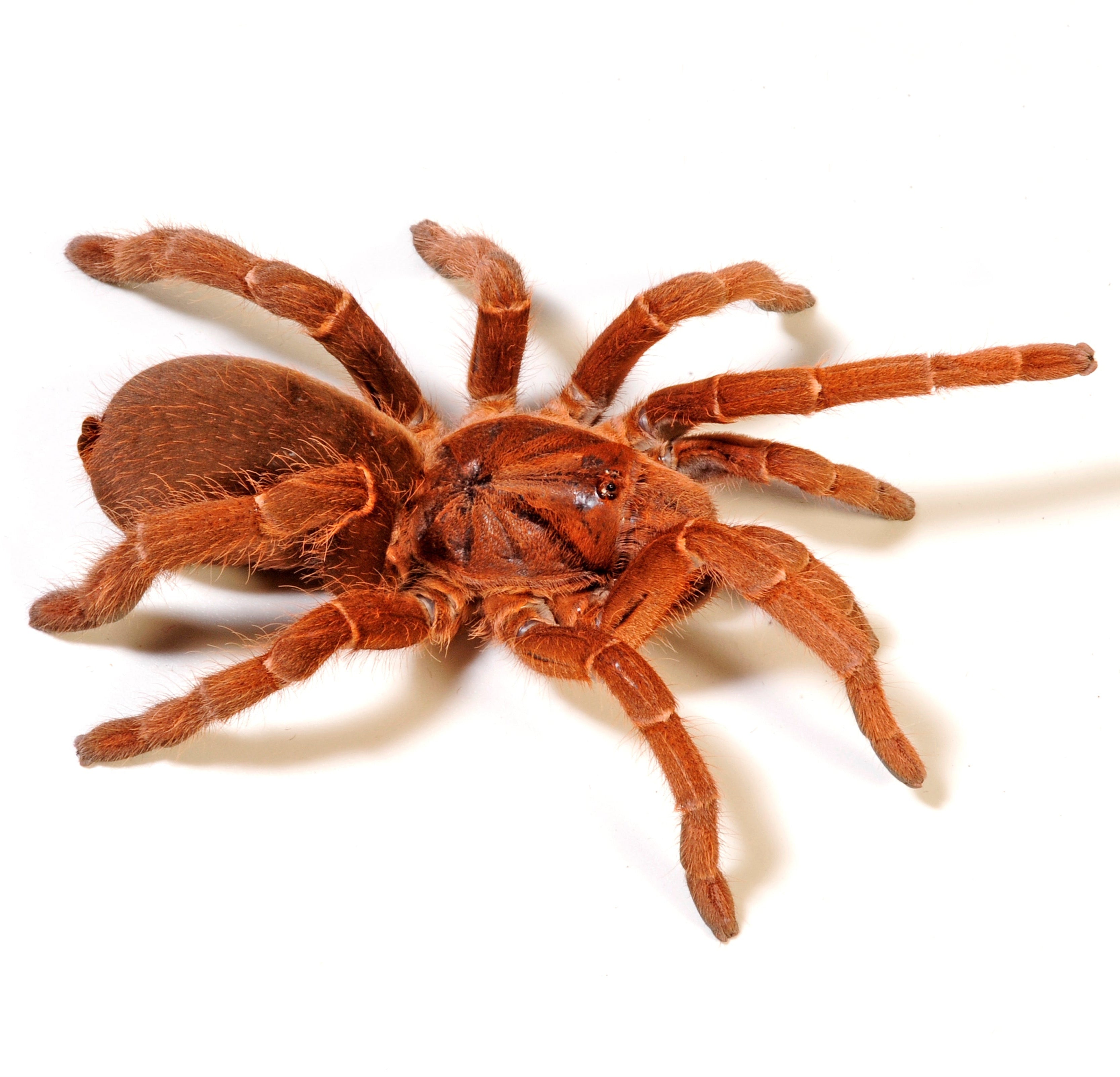 Pelinobius muticus (King Baboon) Tarantula