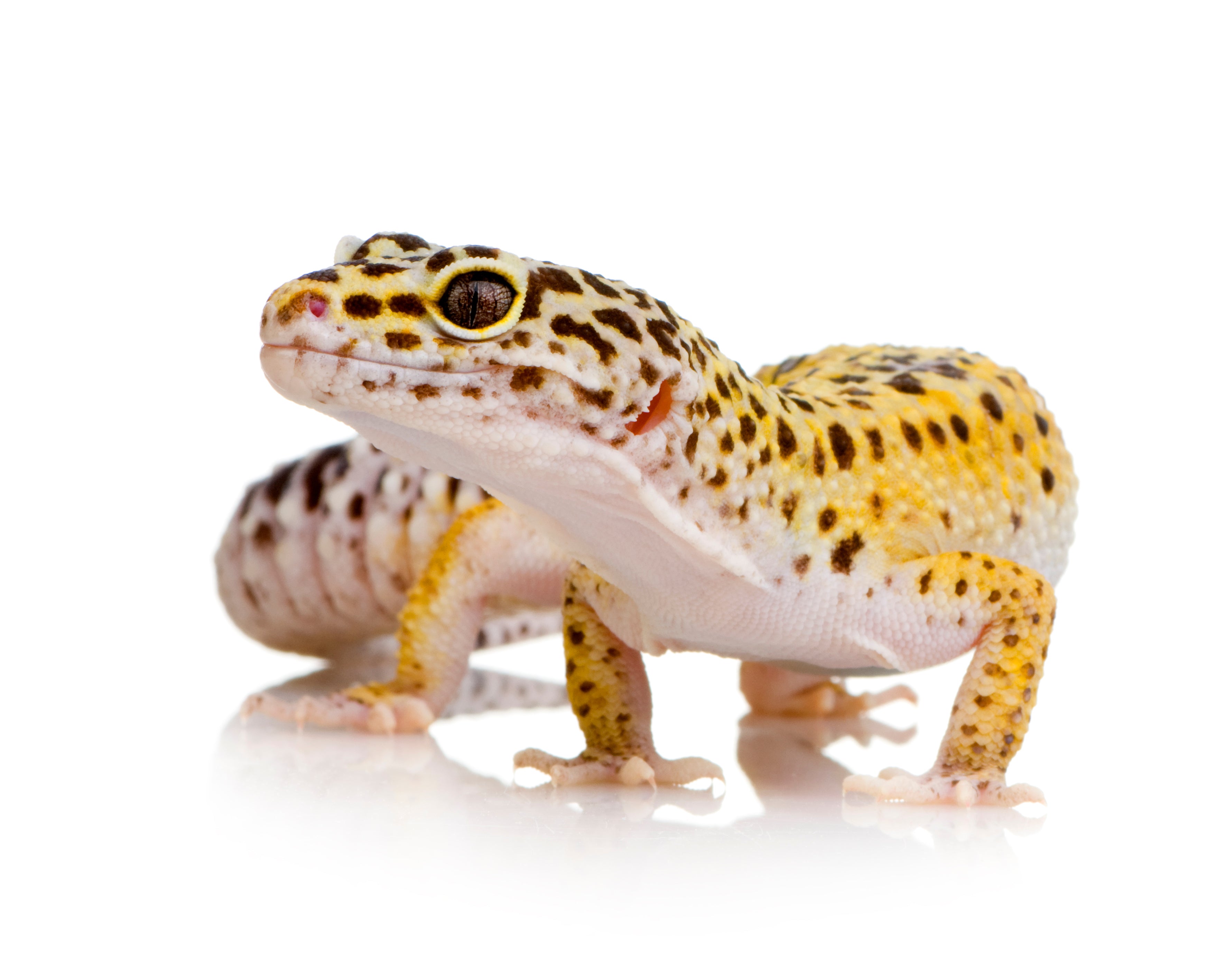 Gecko leopardo: Grado B