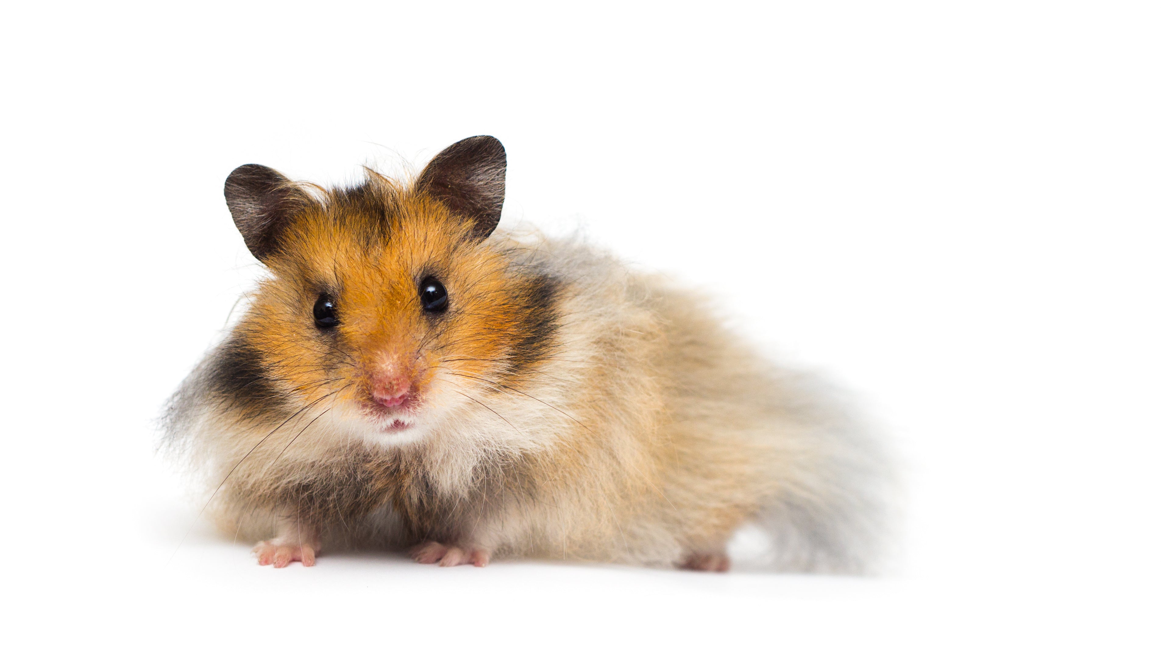 Syrian Hamster