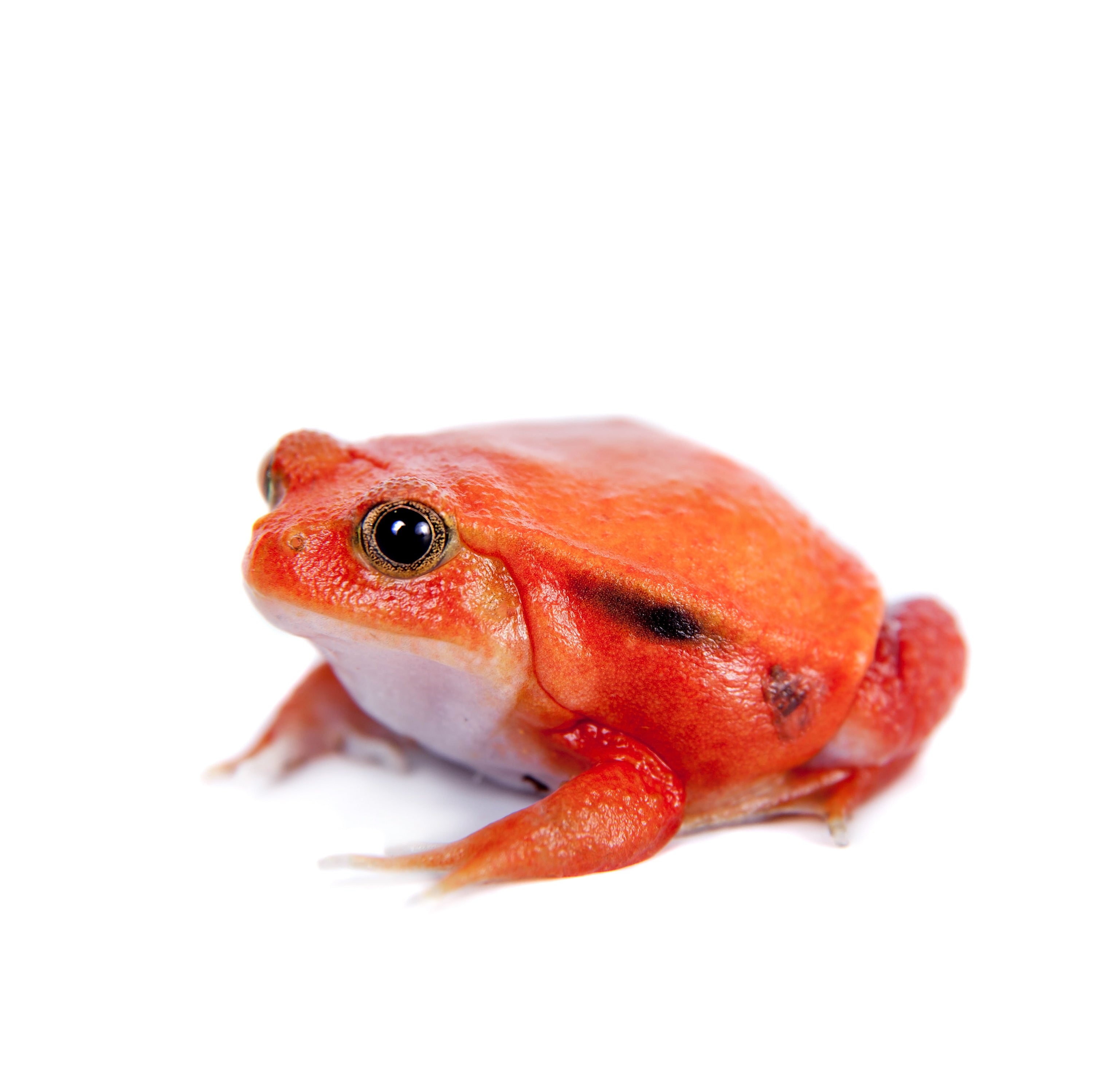 マダガスカルトマトガエル