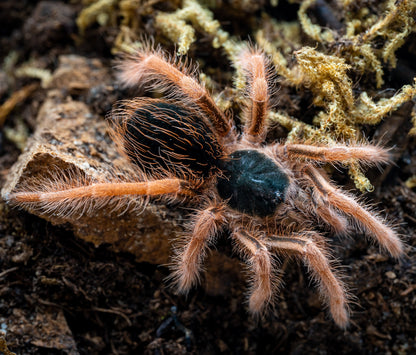 TERRESTRIAL GRAB N GO KIT: Megaphobema robustum (Colombian Giant Redleg) 1.5"+