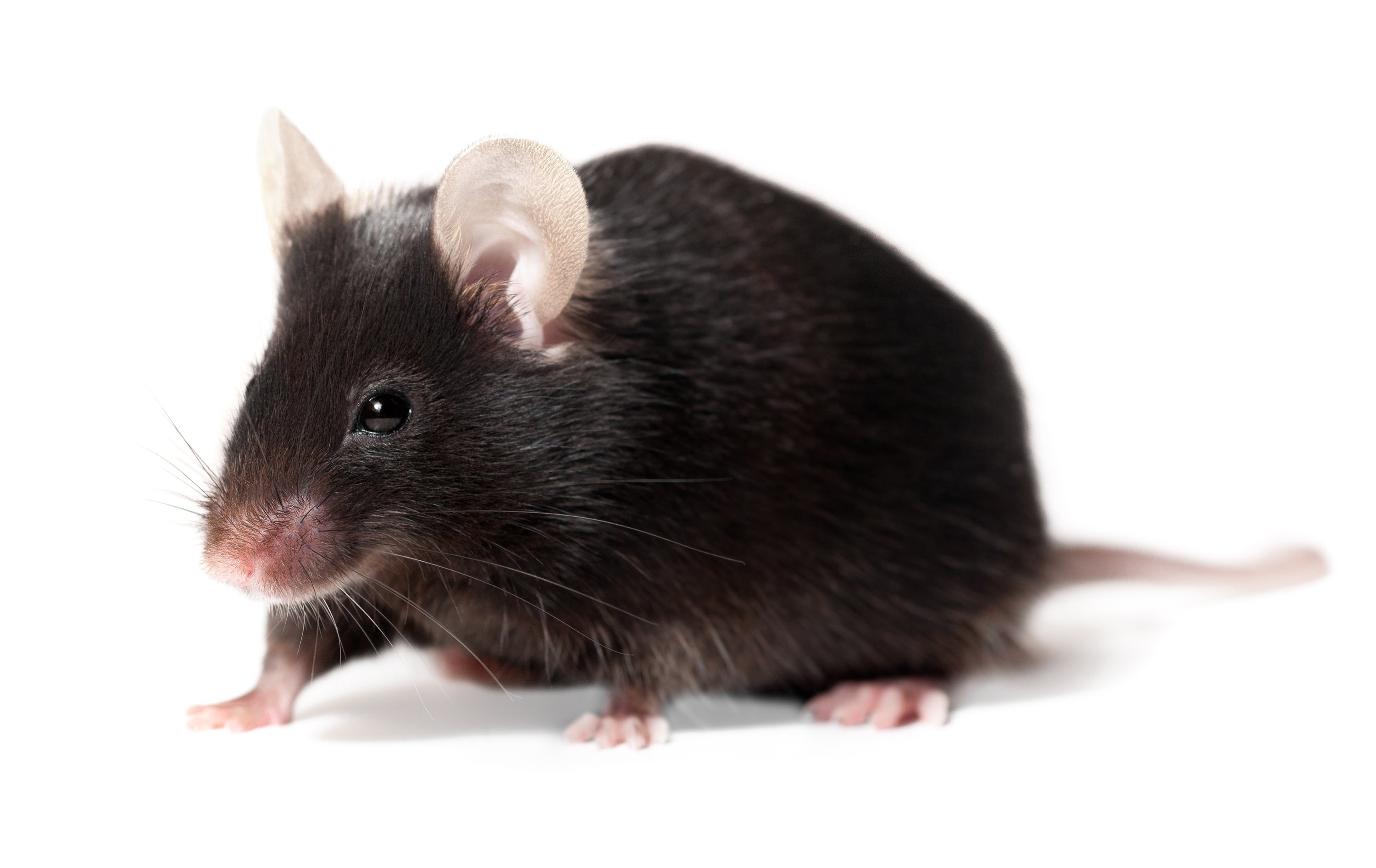 Live Feeder Mice
