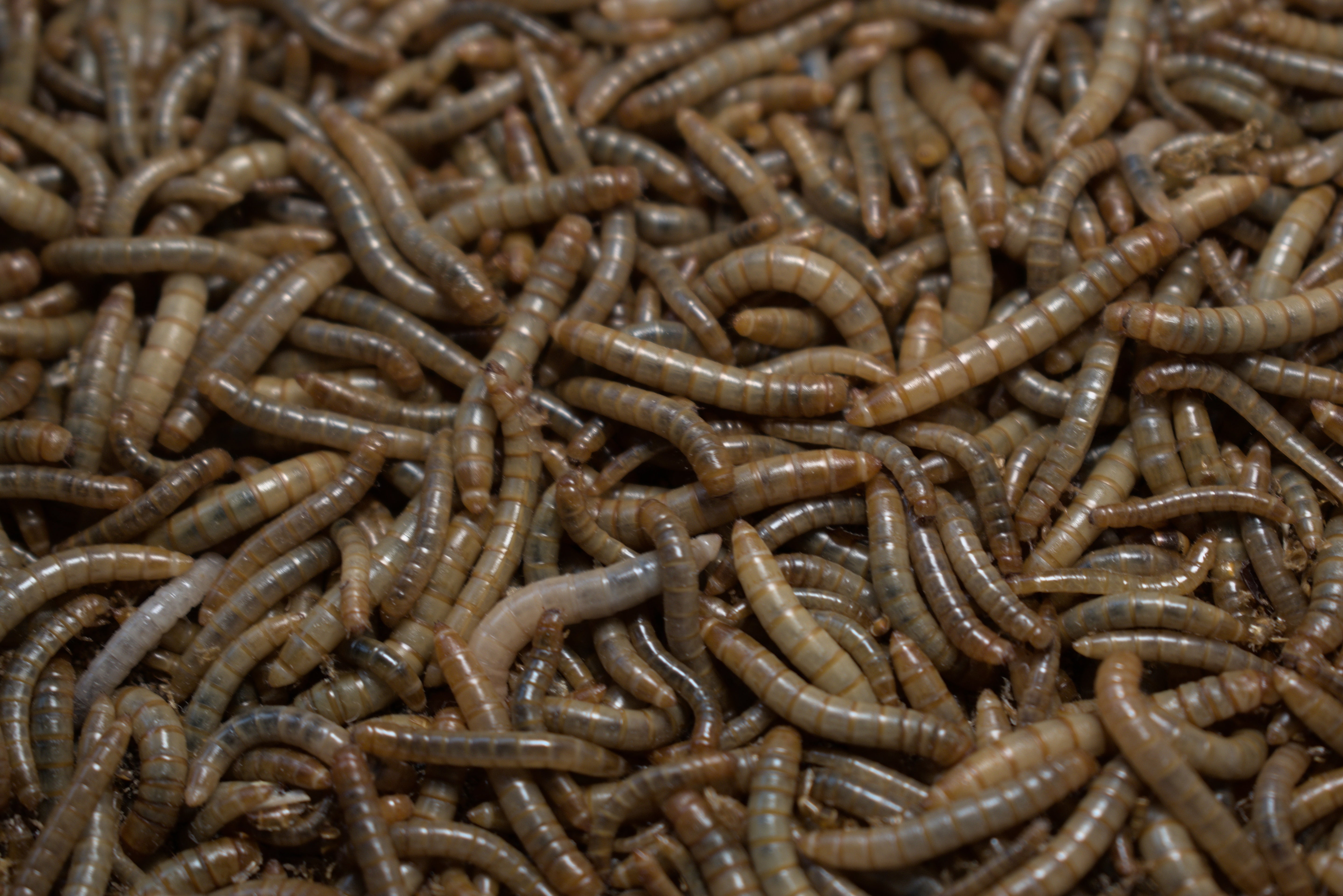 CUP Live Mini Mealworms