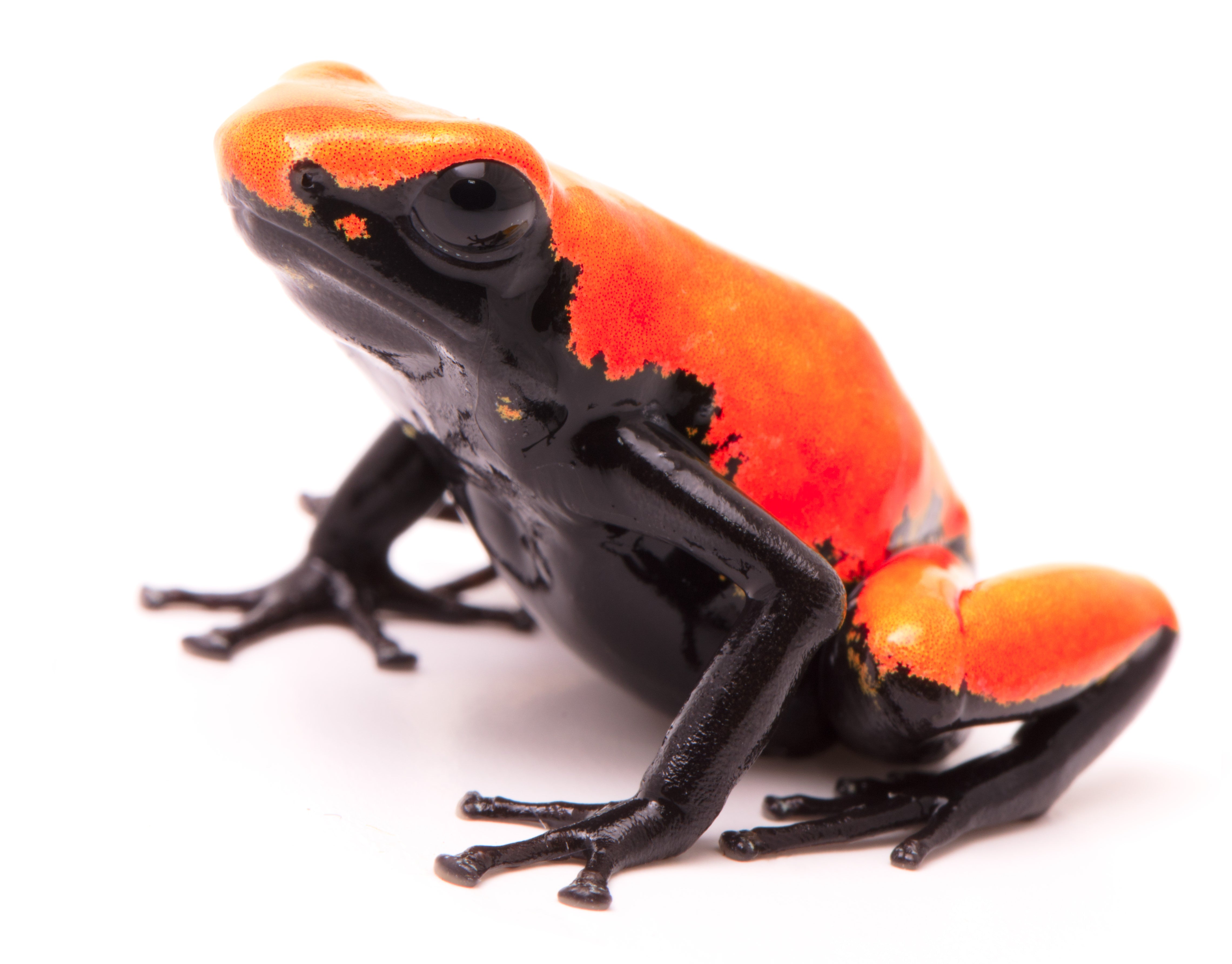 Dart Frog - ORANGE GALACTONOTUS