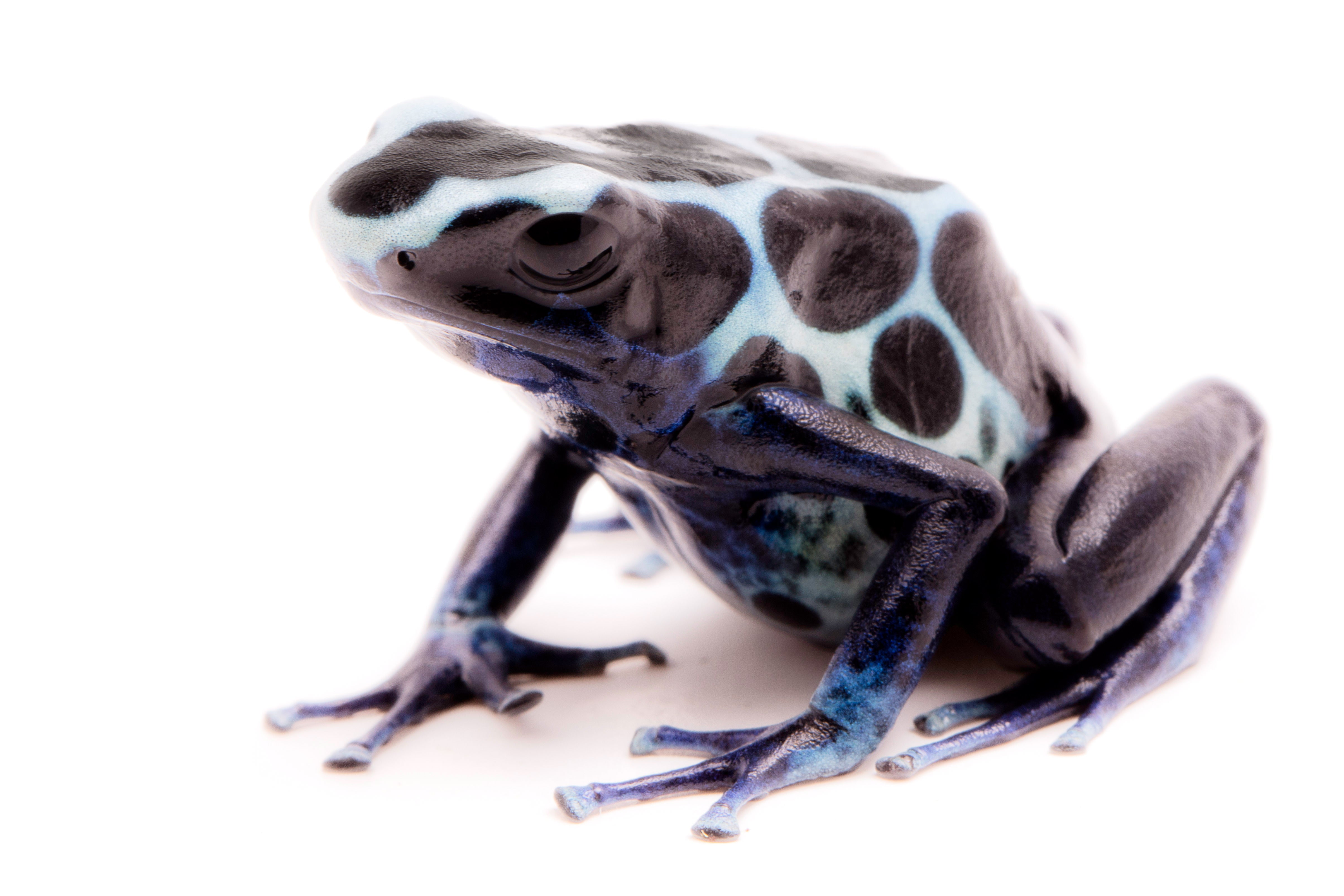Dart Frog - OYAPOK