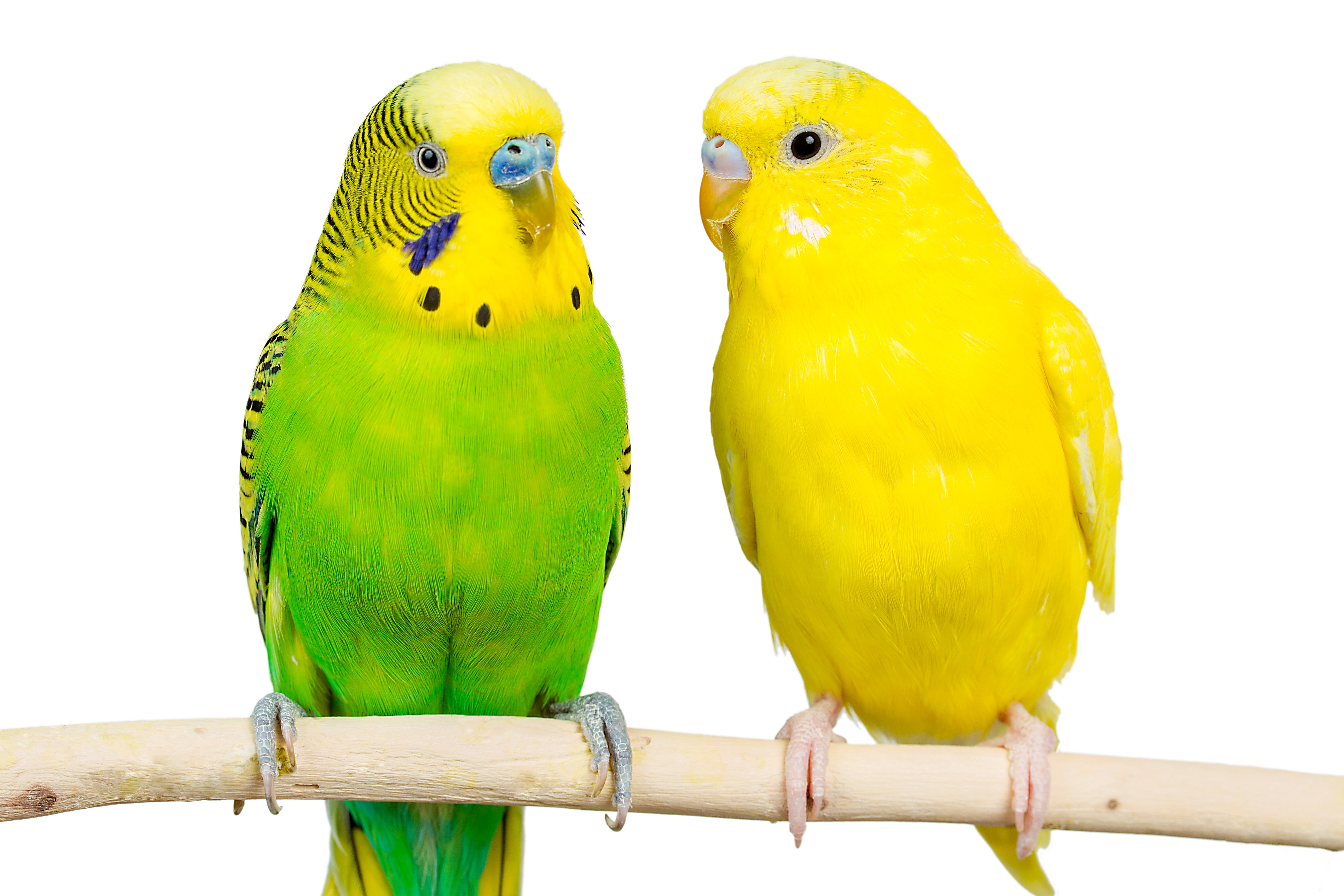 Parakeet - Blue, Fancy, Green