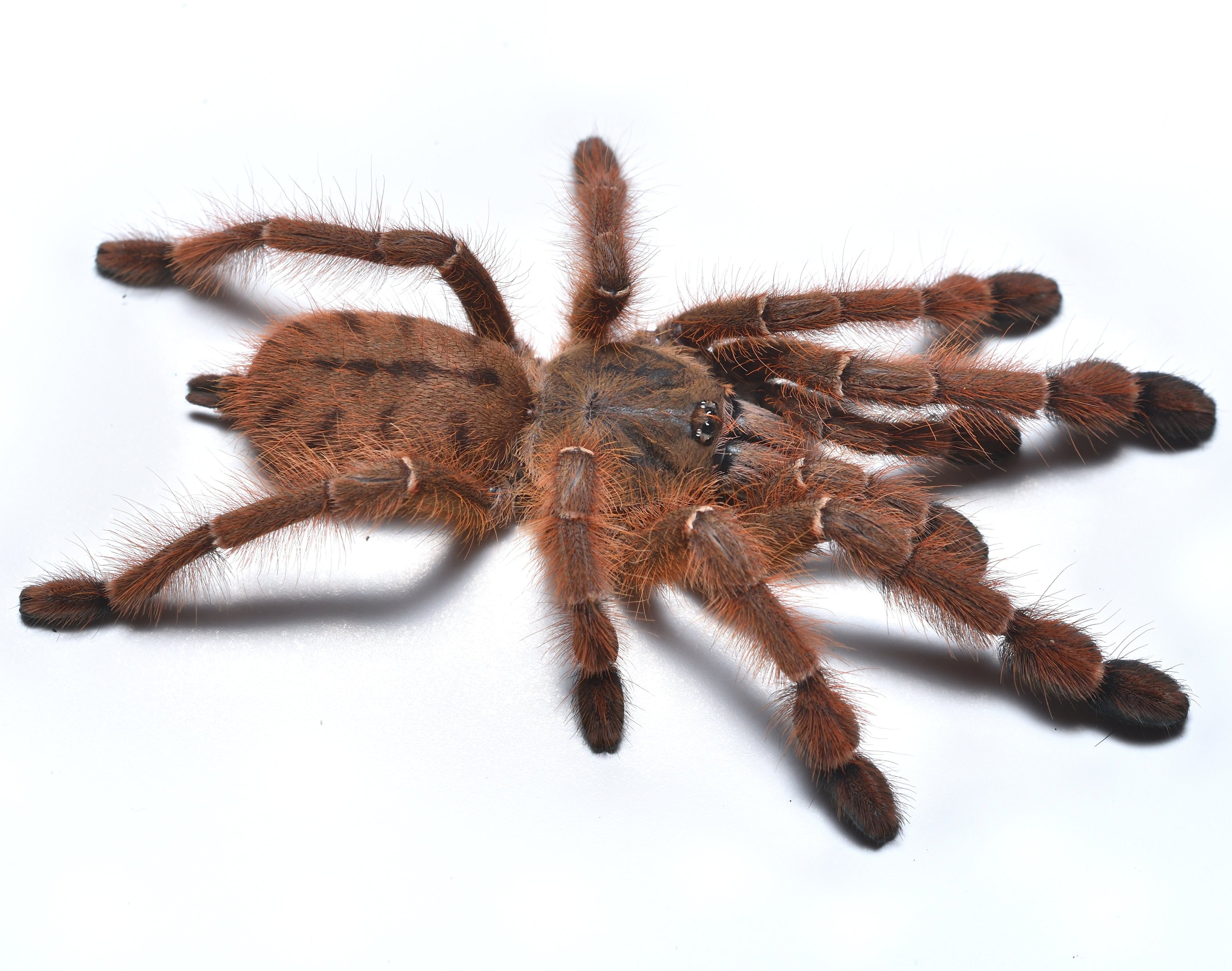 Formingochilus sp. 'Rufus' (Tigre terrestre melocotón) 2 - 3"