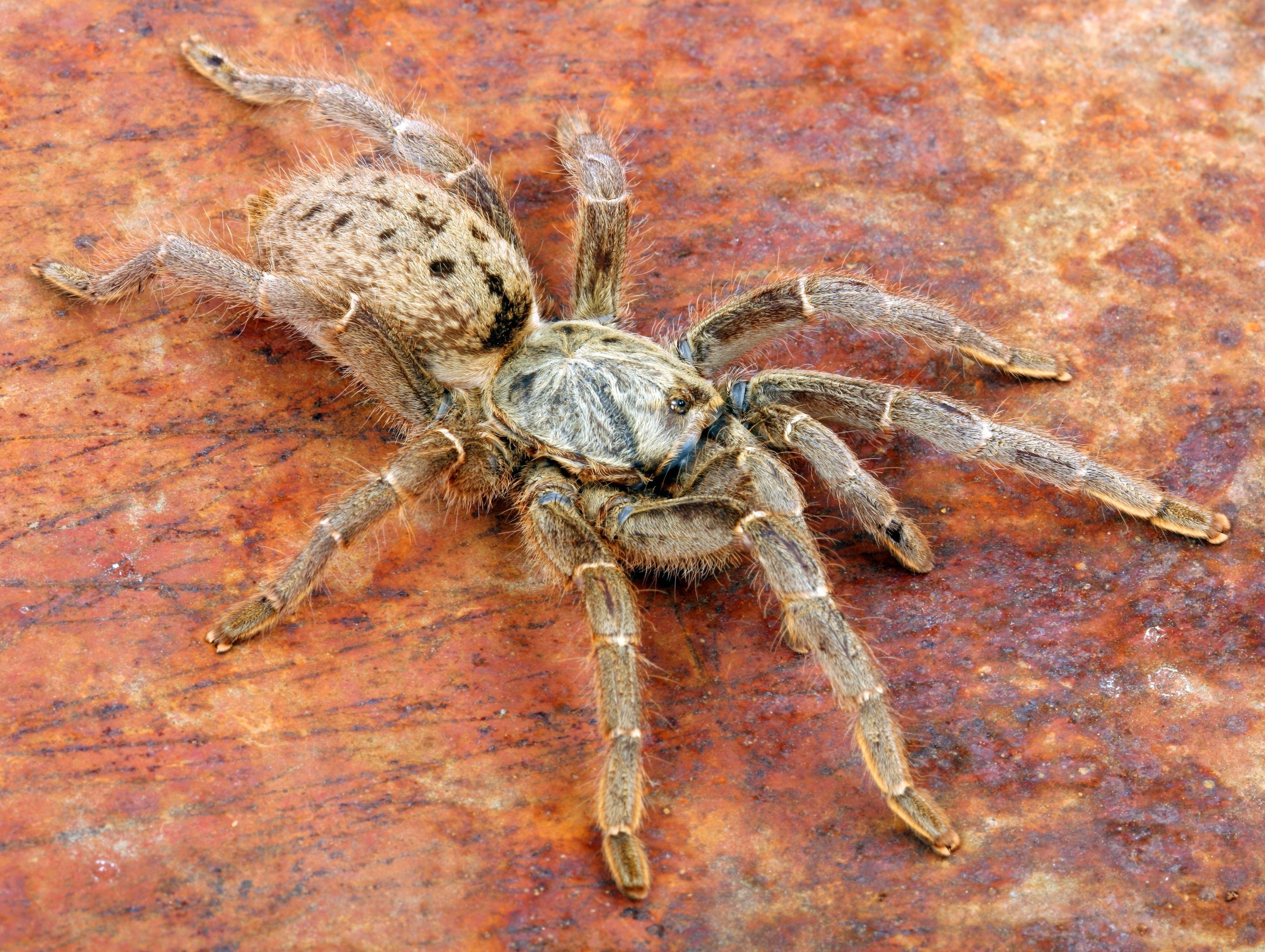 Pterinochilus lugardi (Dodoma Baboon) Tarantula