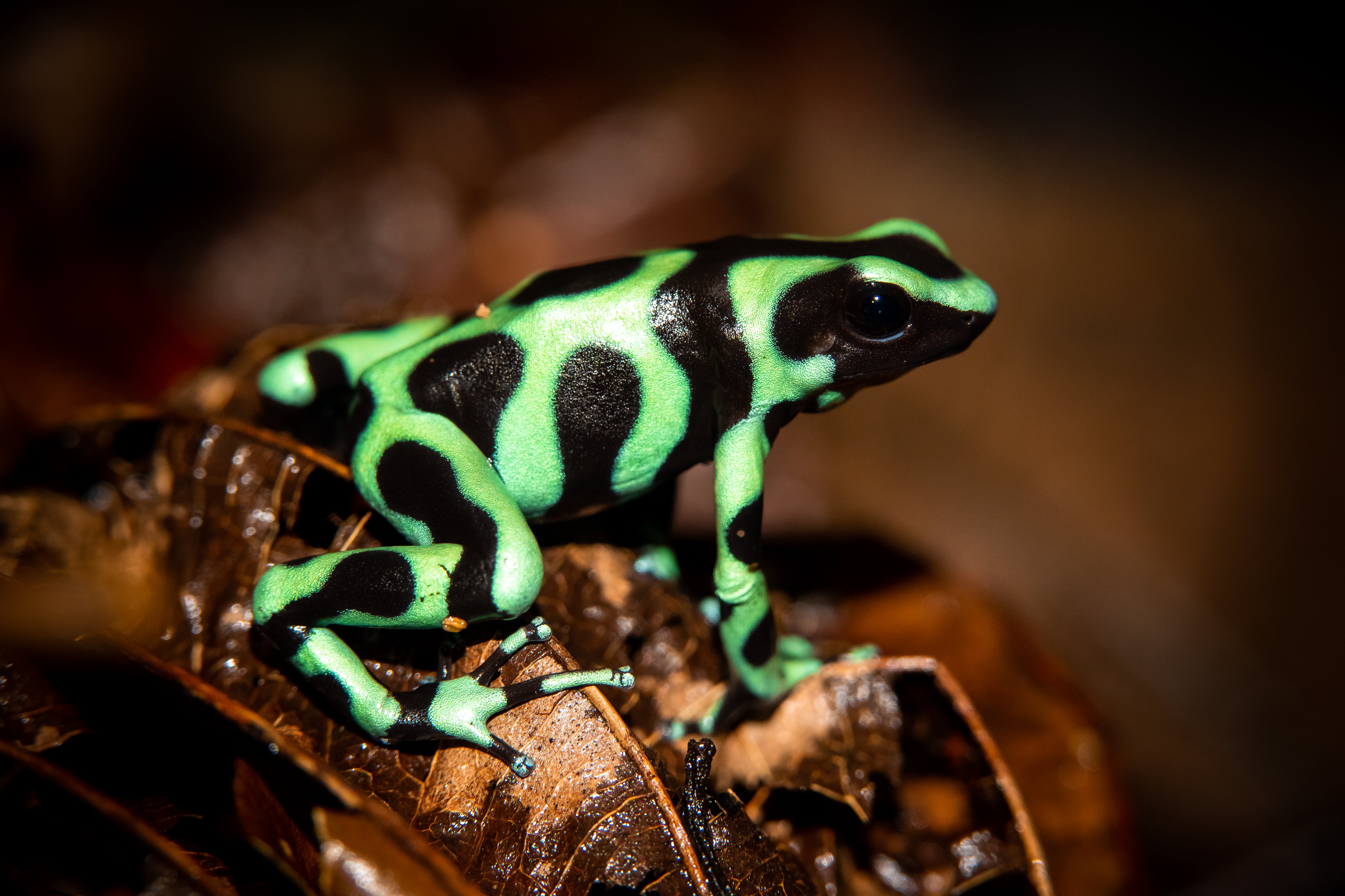 Dart Frog - GREEN AND BLACK