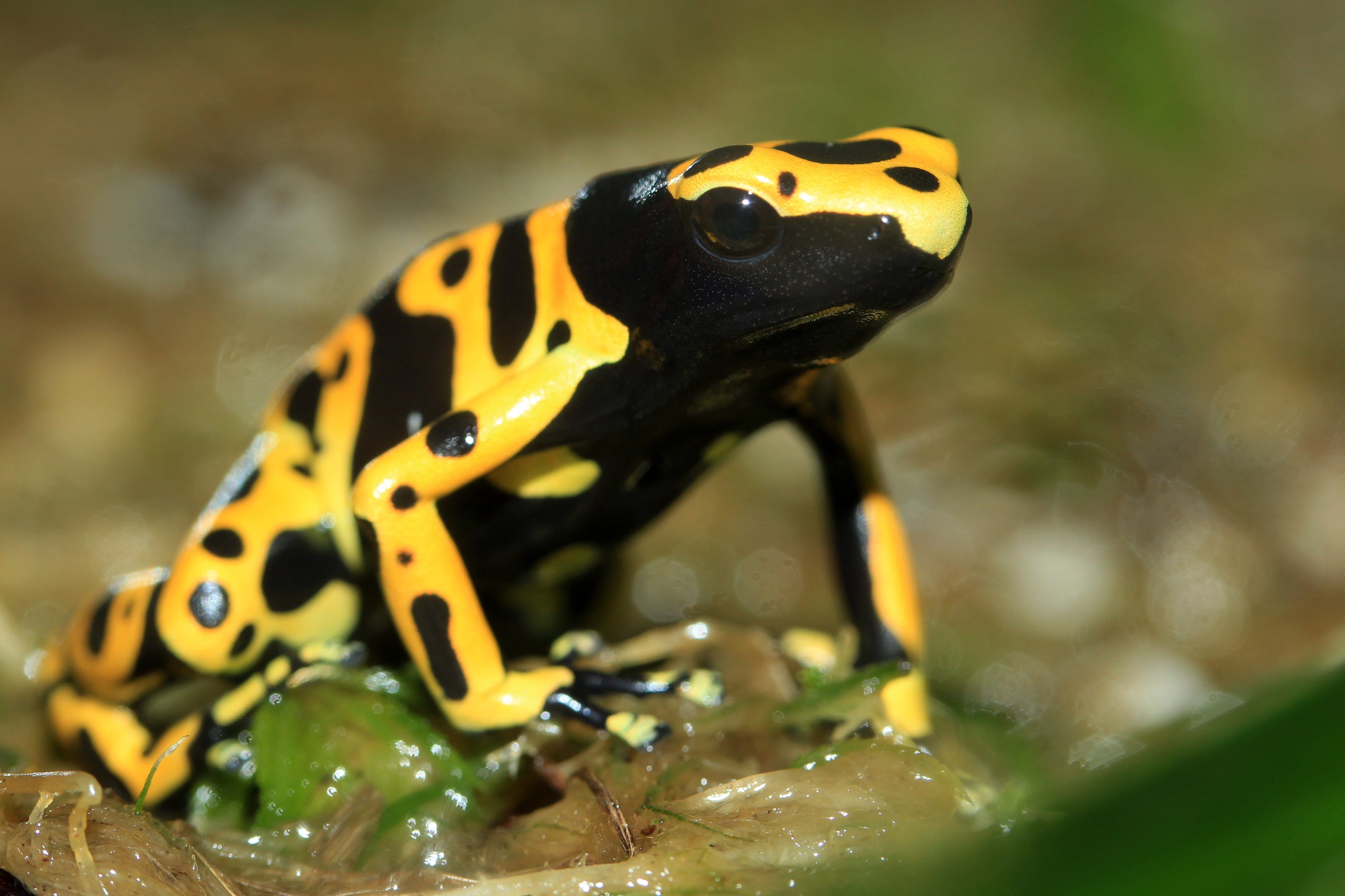 Dart Frog - BUMBLEBEE