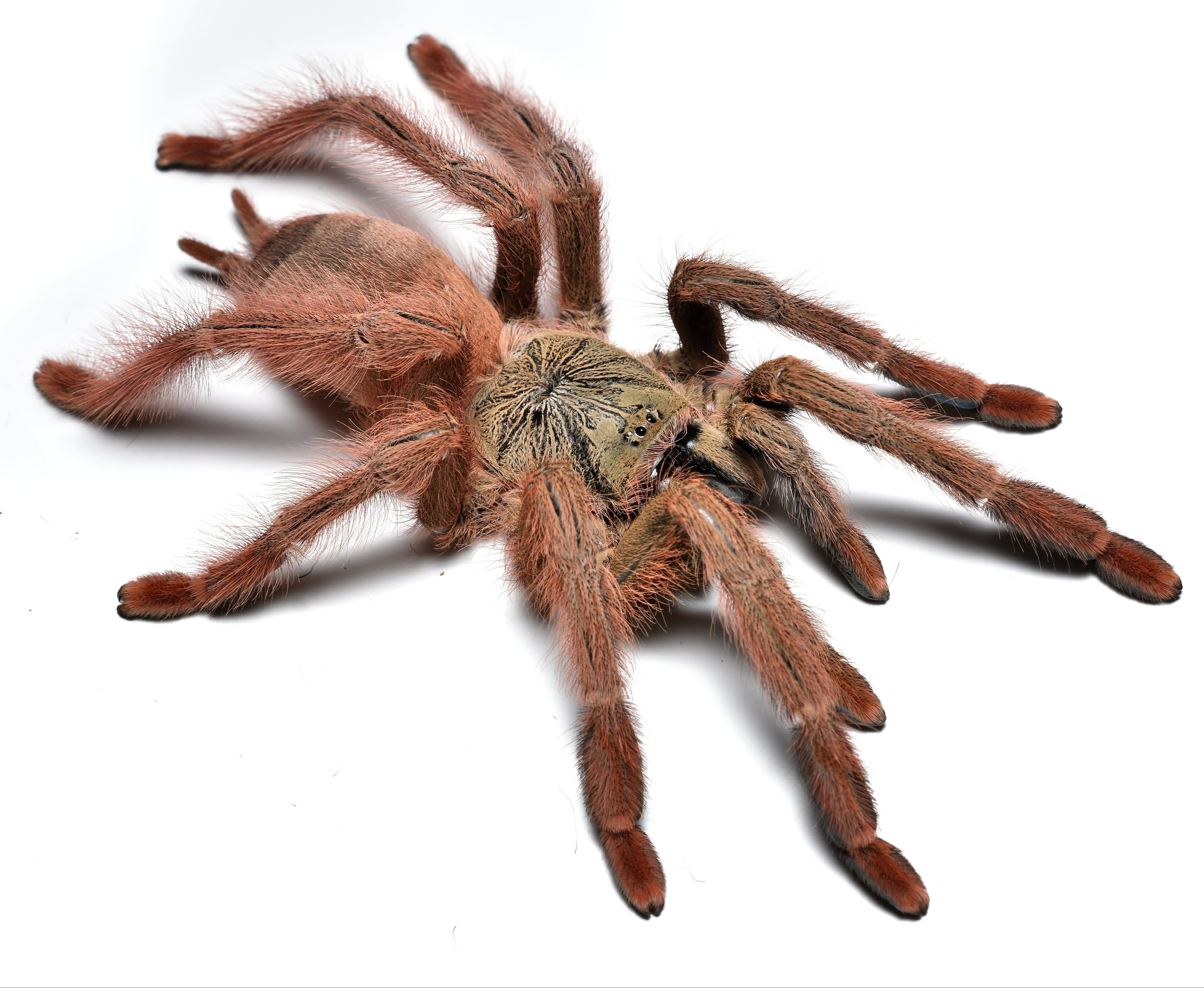 Pseudoclamoris gigas (Orange Tree Spider) Tarantula