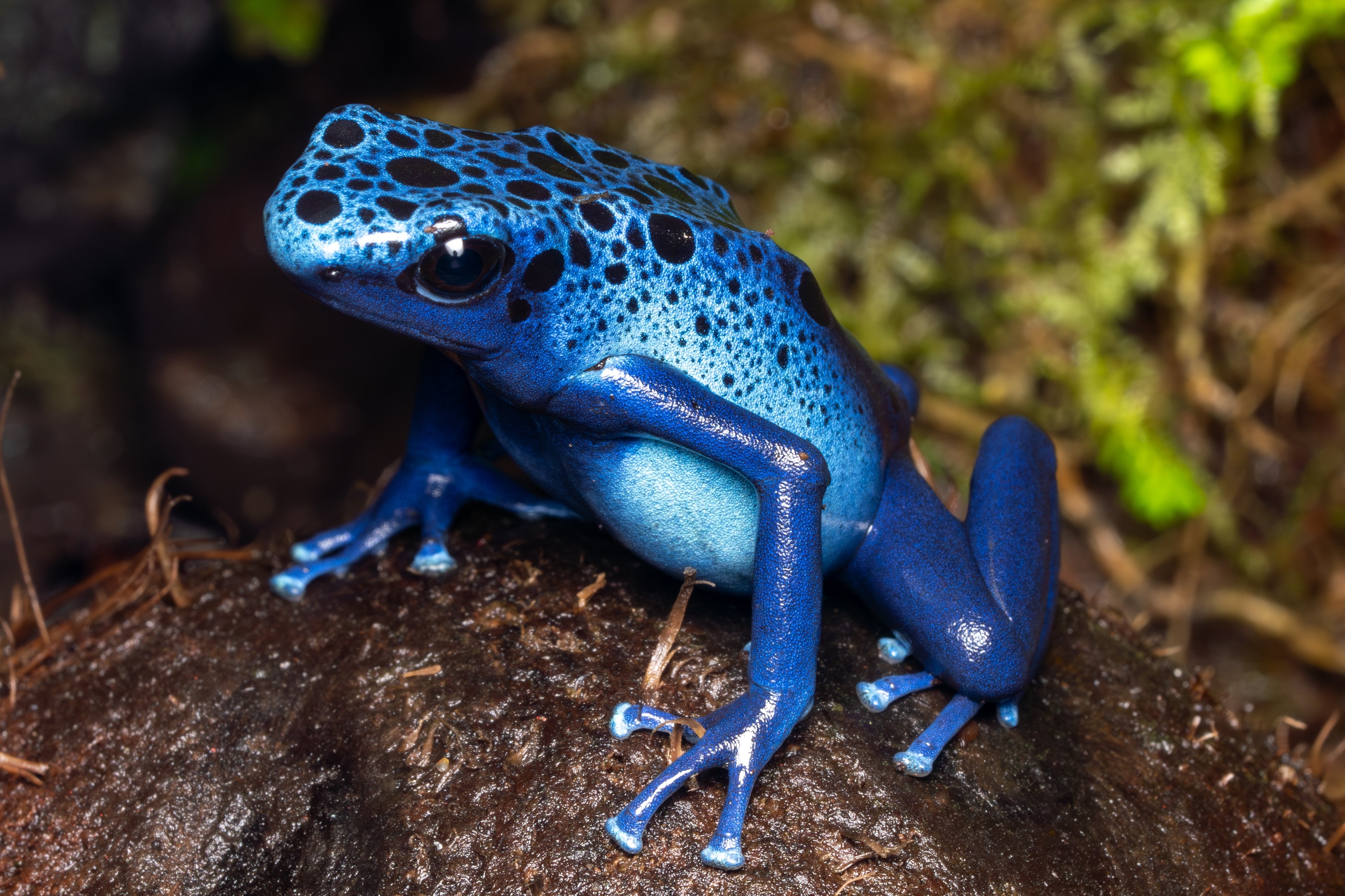 Dart Frog - AZUREUS