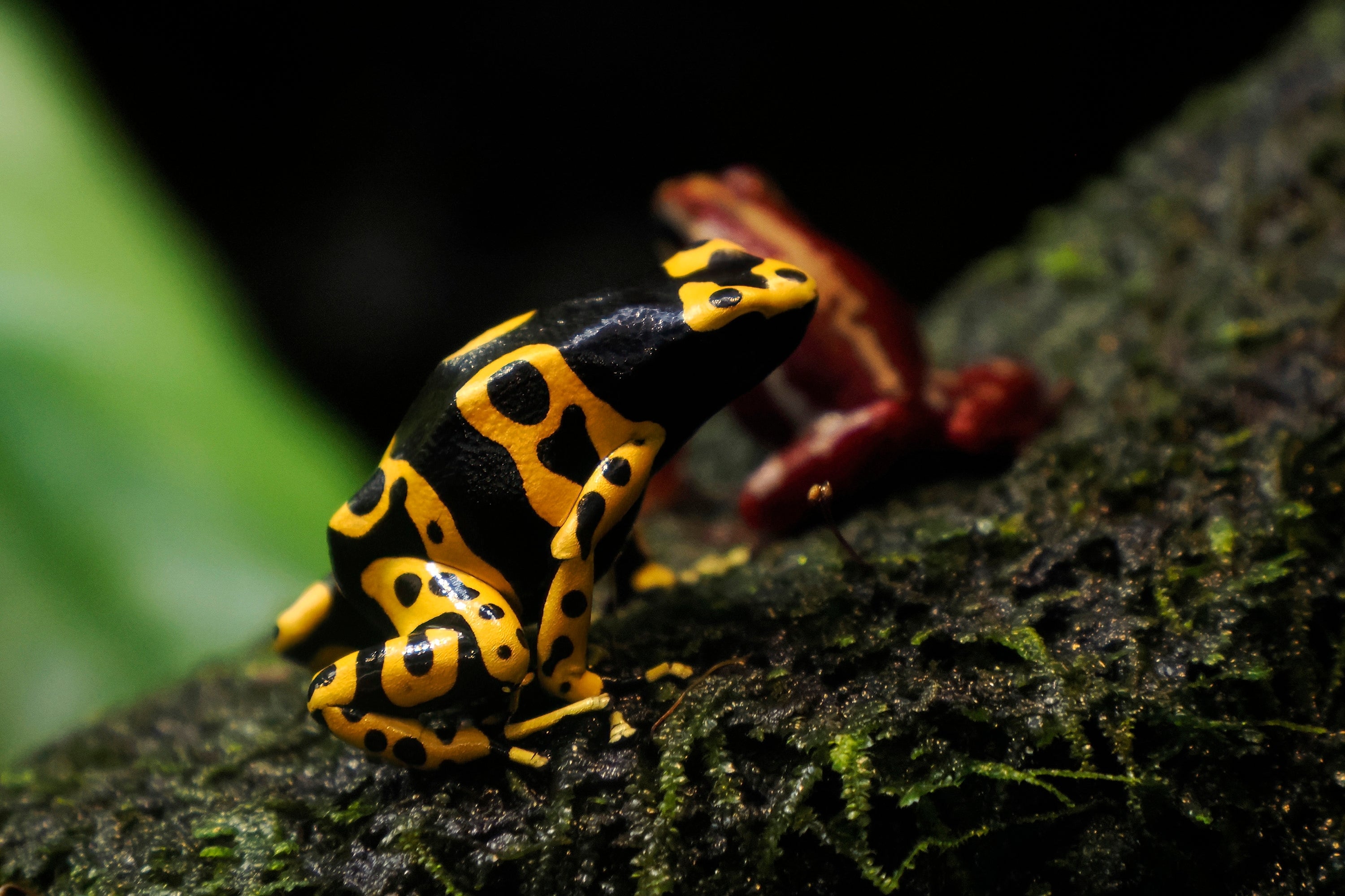 Dart Frog - BANDIT BUMBLEBEE