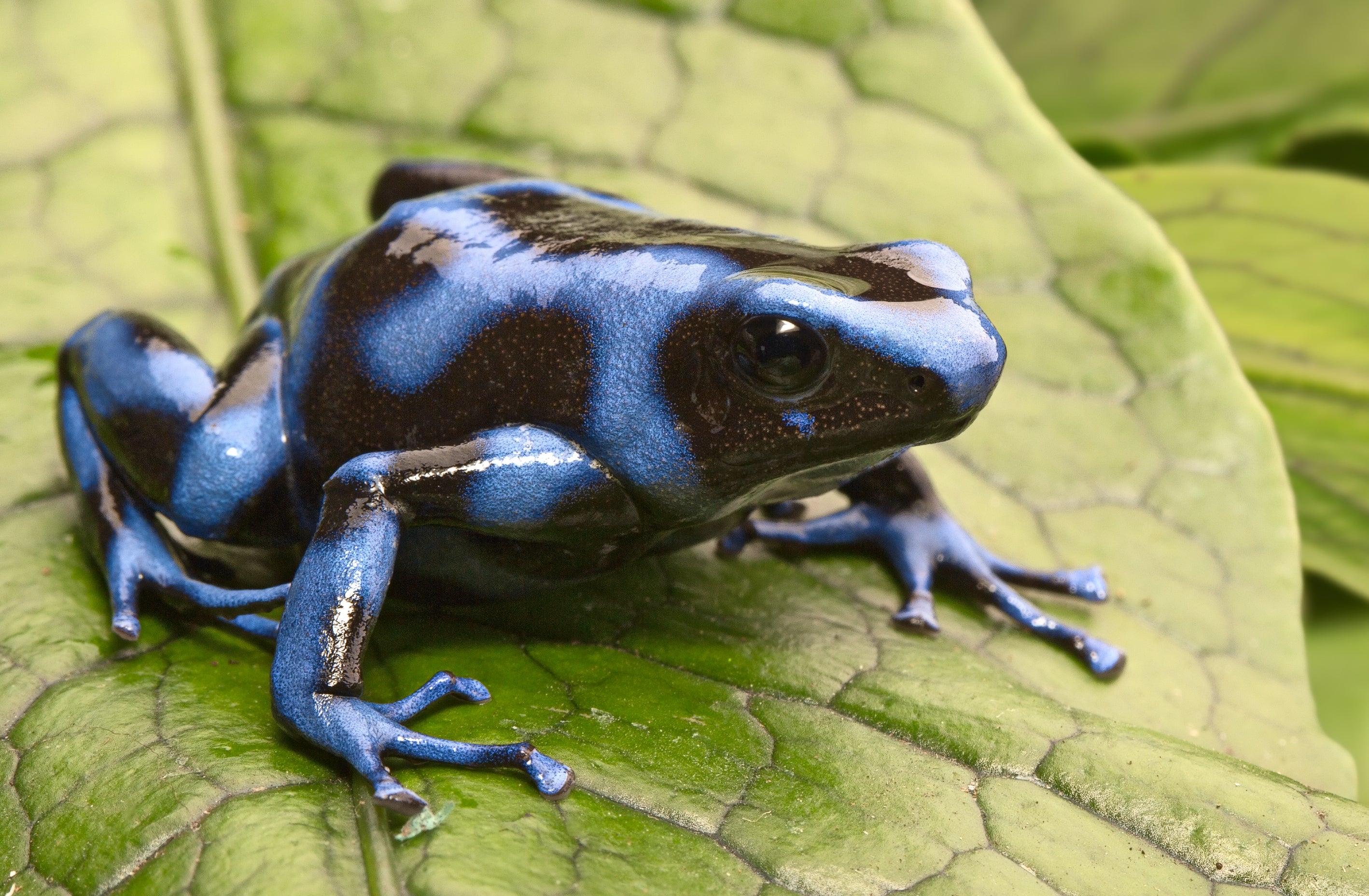 Dart Frog - BLUE AND BLACK