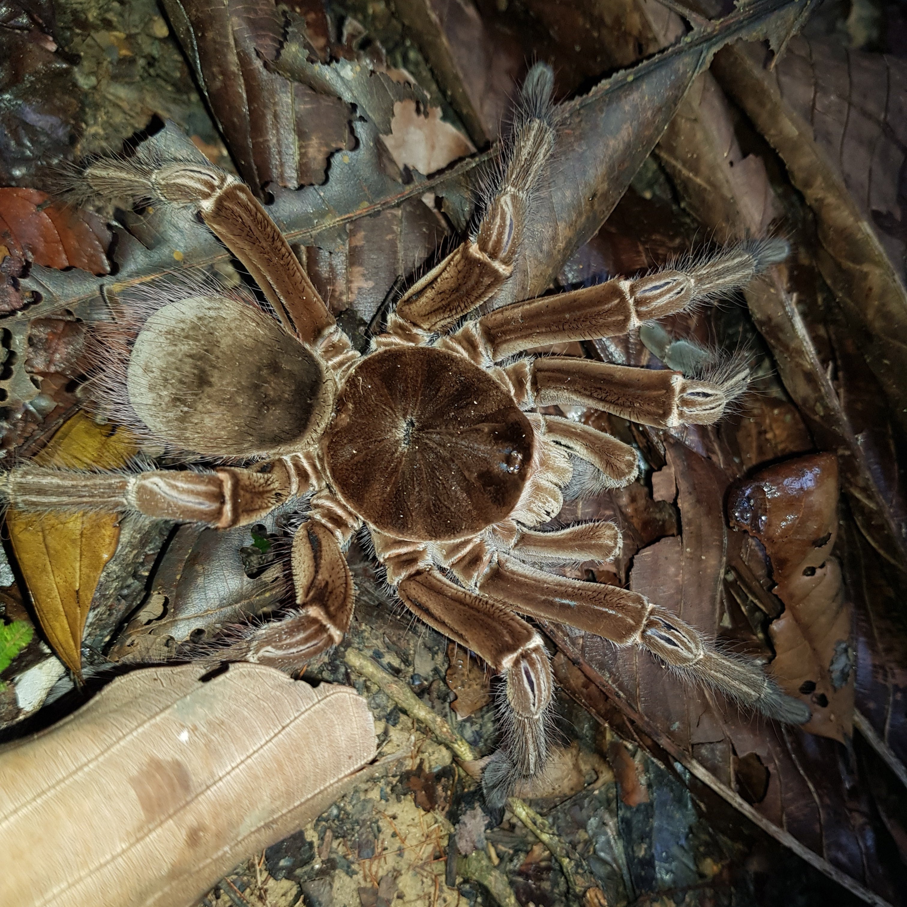 Theraphosa blondi (devorador de pájaros Goliat) 5-6" MACHO JUVENIL