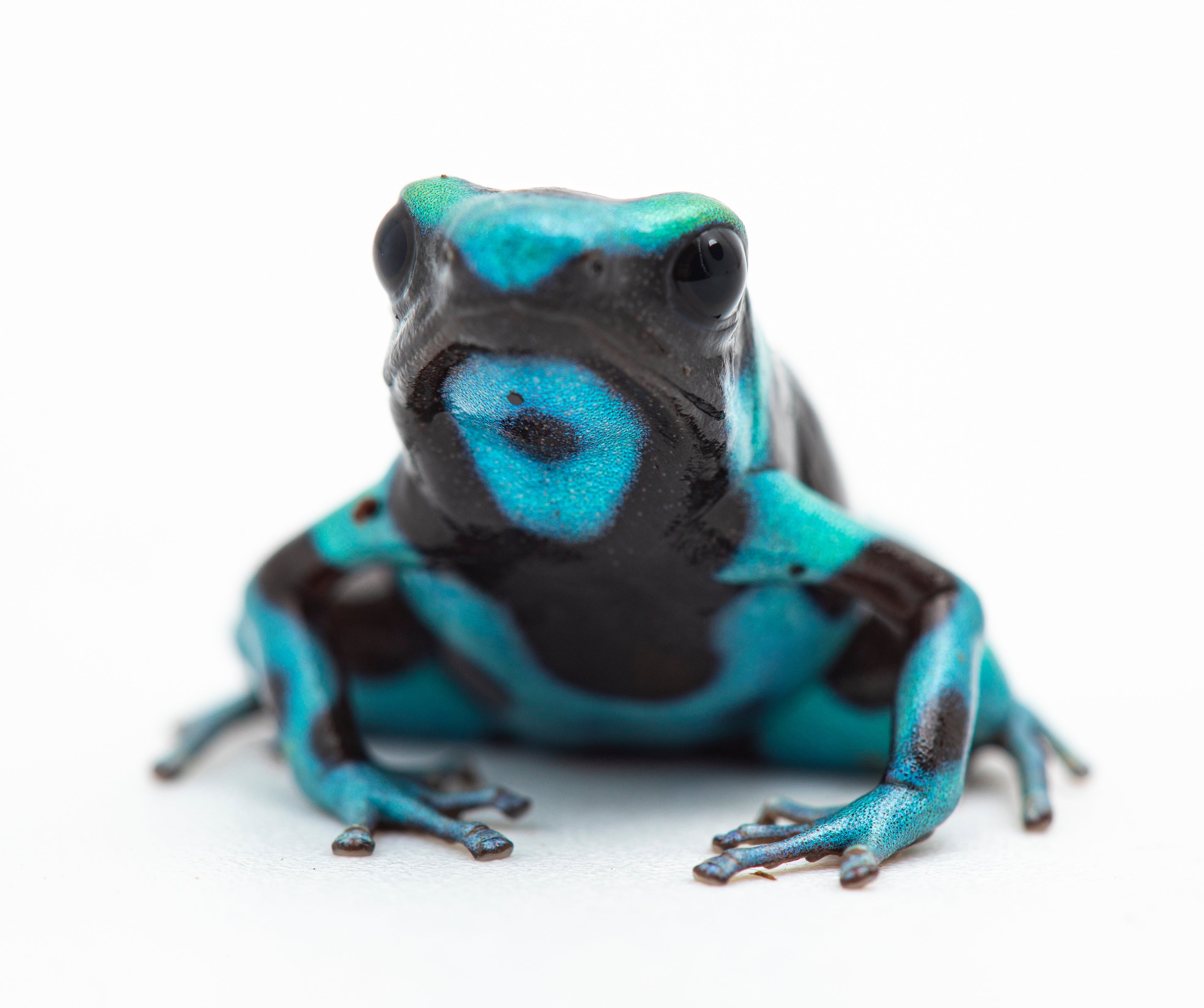 Dart Frog - TURQUOISE AND BLACK
