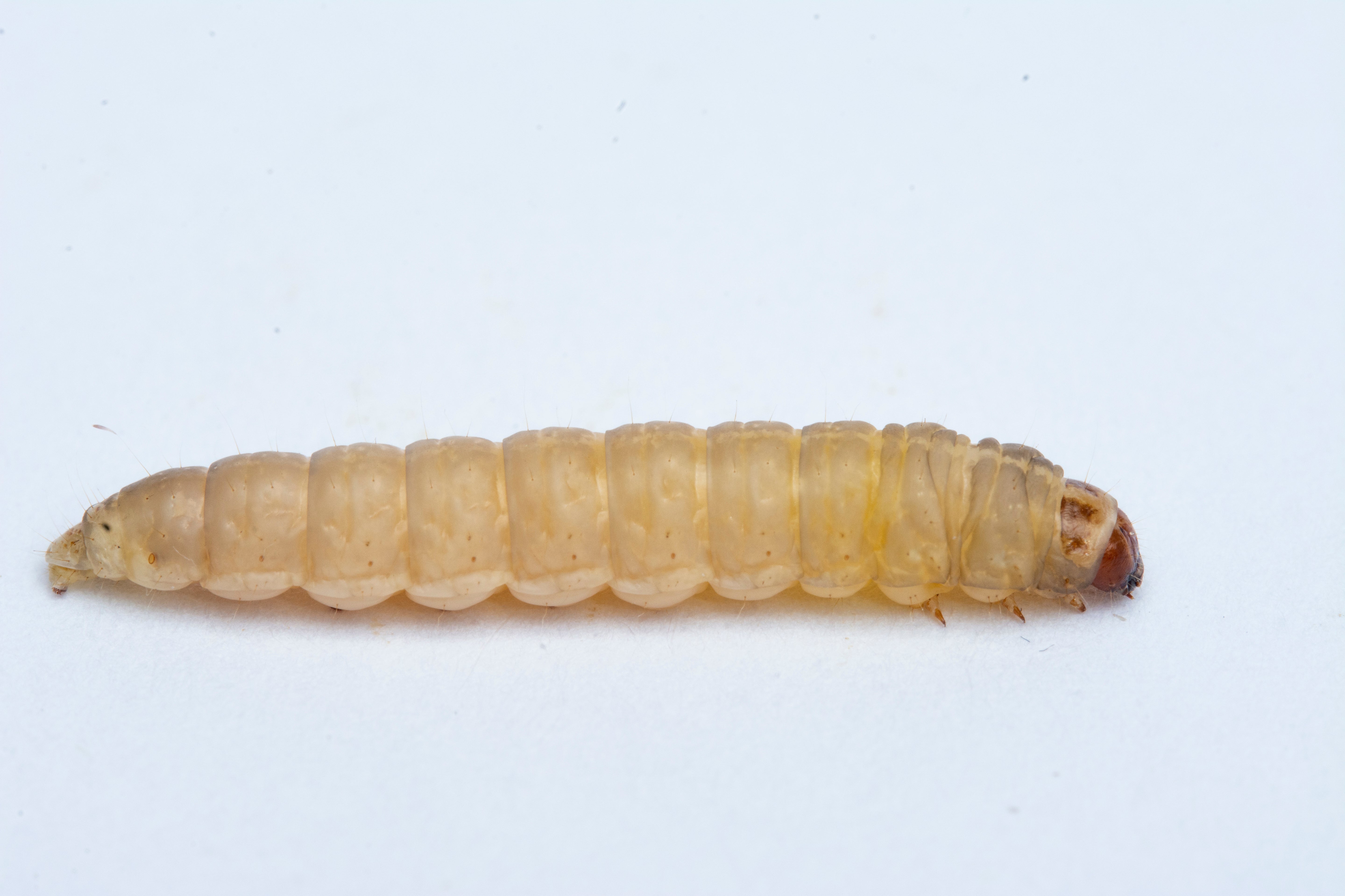 CUP Waxworms - Assorted Count