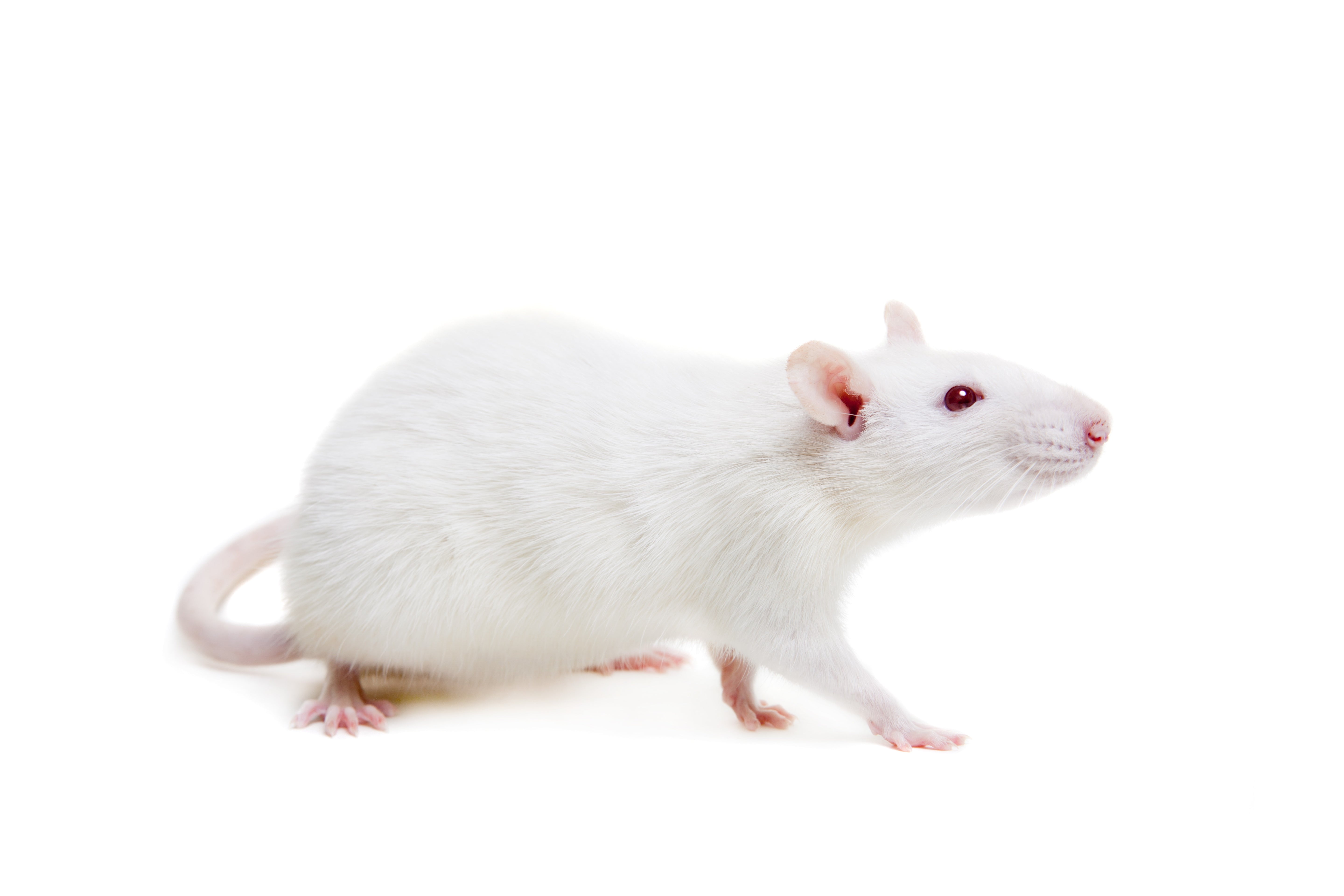 Live Rats